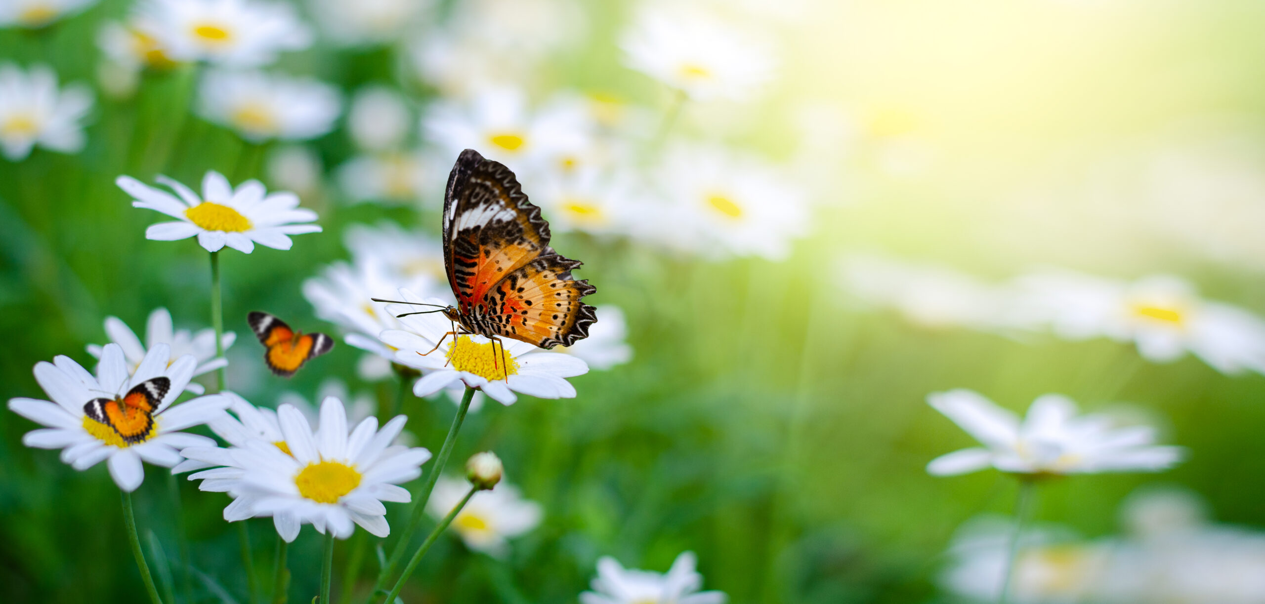 Reiki-Principals-Reiki-Associates-Perth