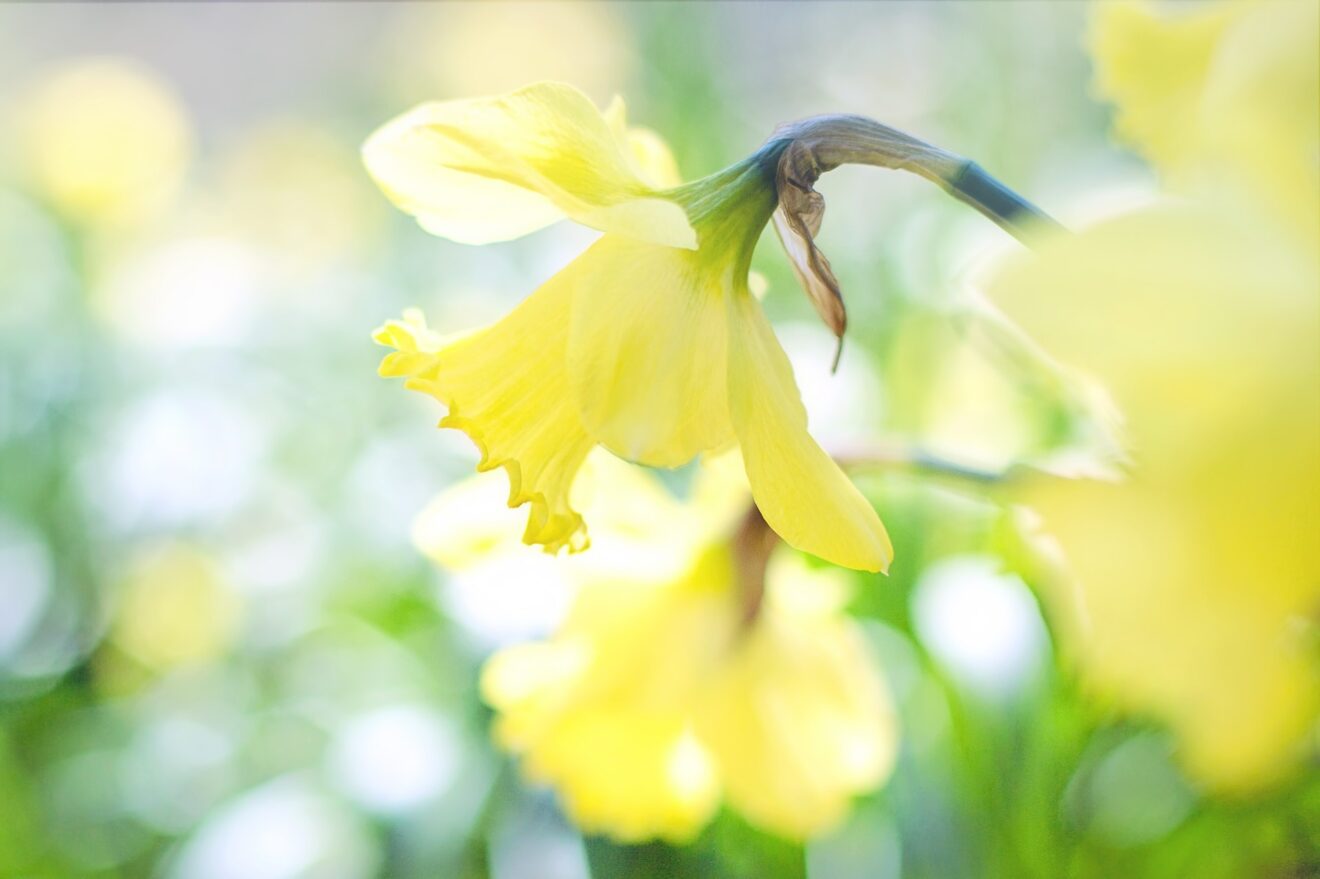 daffodil-1358942_1920